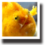 カエルアンコウ