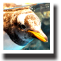 ジェンツーペンギン2