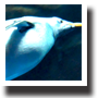 ジェンツーペンギン