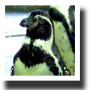 フンボルトペンギン