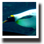 キングペンギン
