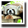 レッサーパンダ2