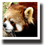 レッサーパンダ3