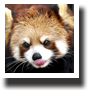 レッサーパンダ4