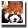 レッサーパンダ