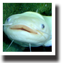 ナマズ