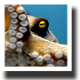 タコ
