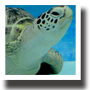 アオウミガメ
