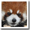 lesserpanda