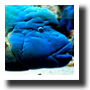 メガネモチノウオ